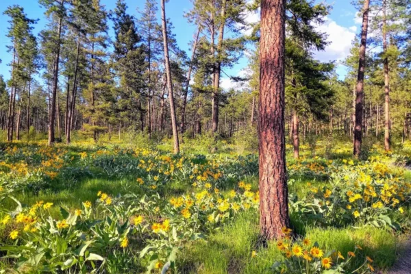 Quail Ridge Linear Park