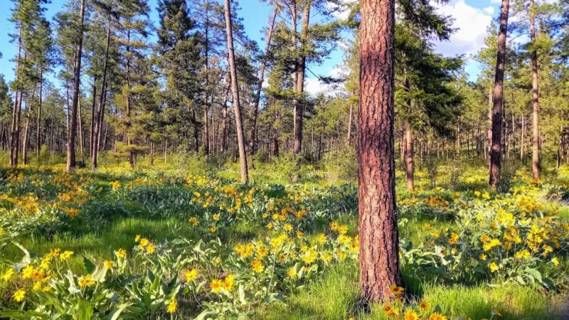 Quail Ridge Linear Park